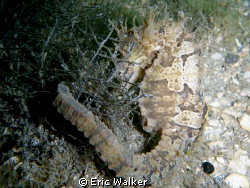 A Lined Seahorse this is uncommon to rare in FL. I took t... by Eric Walker 